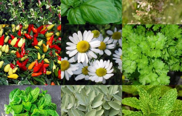 درباره خواص گیاهان دارویی چه می دانید؟
